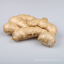 China new fresh specification dry ginger